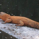 Illustration for article titled Orange alligator discovered